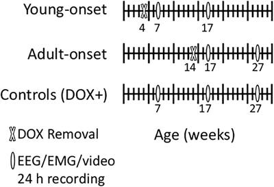 The Impacts of Age and Sex in a Mouse Model of Childhood Narcolepsy